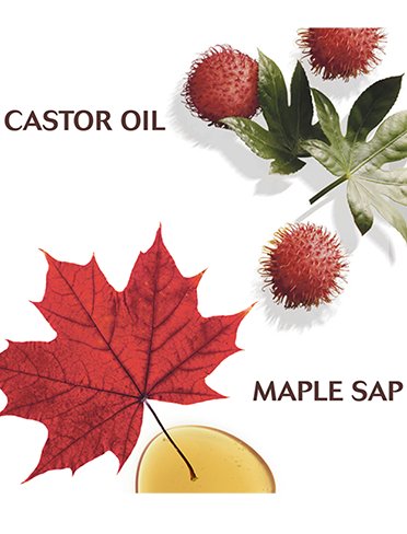 Maple-ingredients